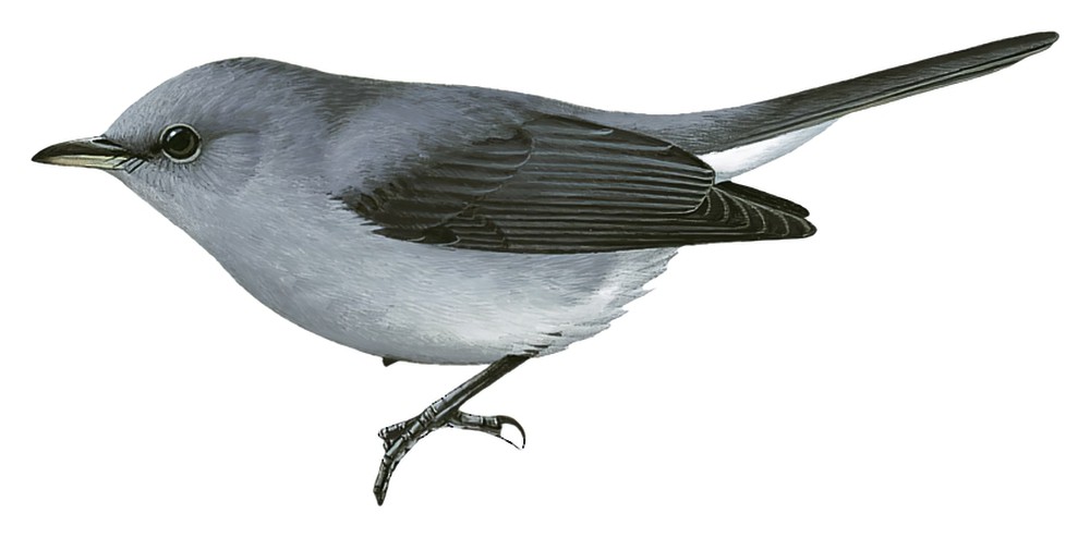 Gray-throated Tit-Flycatcher / Fraseria griseigularis