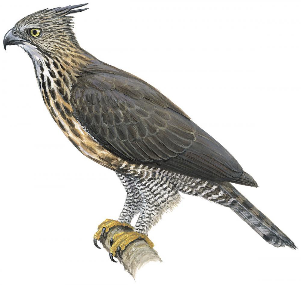 Pinsker\'s Hawk-Eagle / Nisaetus pinskeri