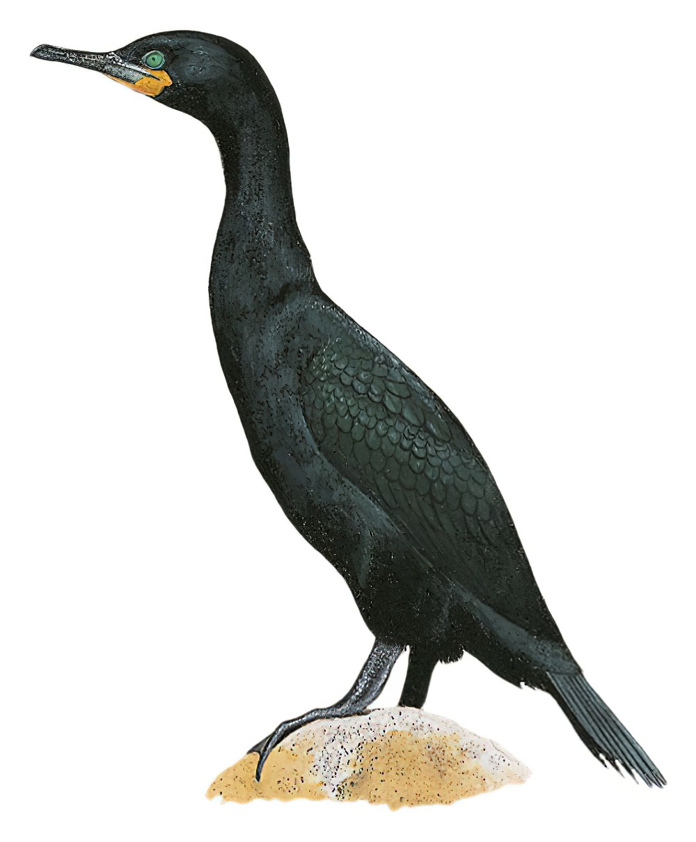 Cape Cormorant / Phalacrocorax capensis