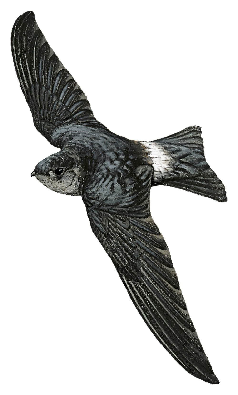 Seram Swiftlet / Aerodramus ceramensis