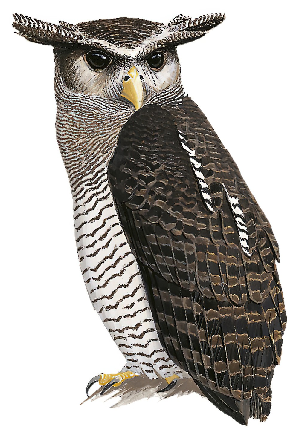 Barred Eagle-Owl / Bubo sumatranus