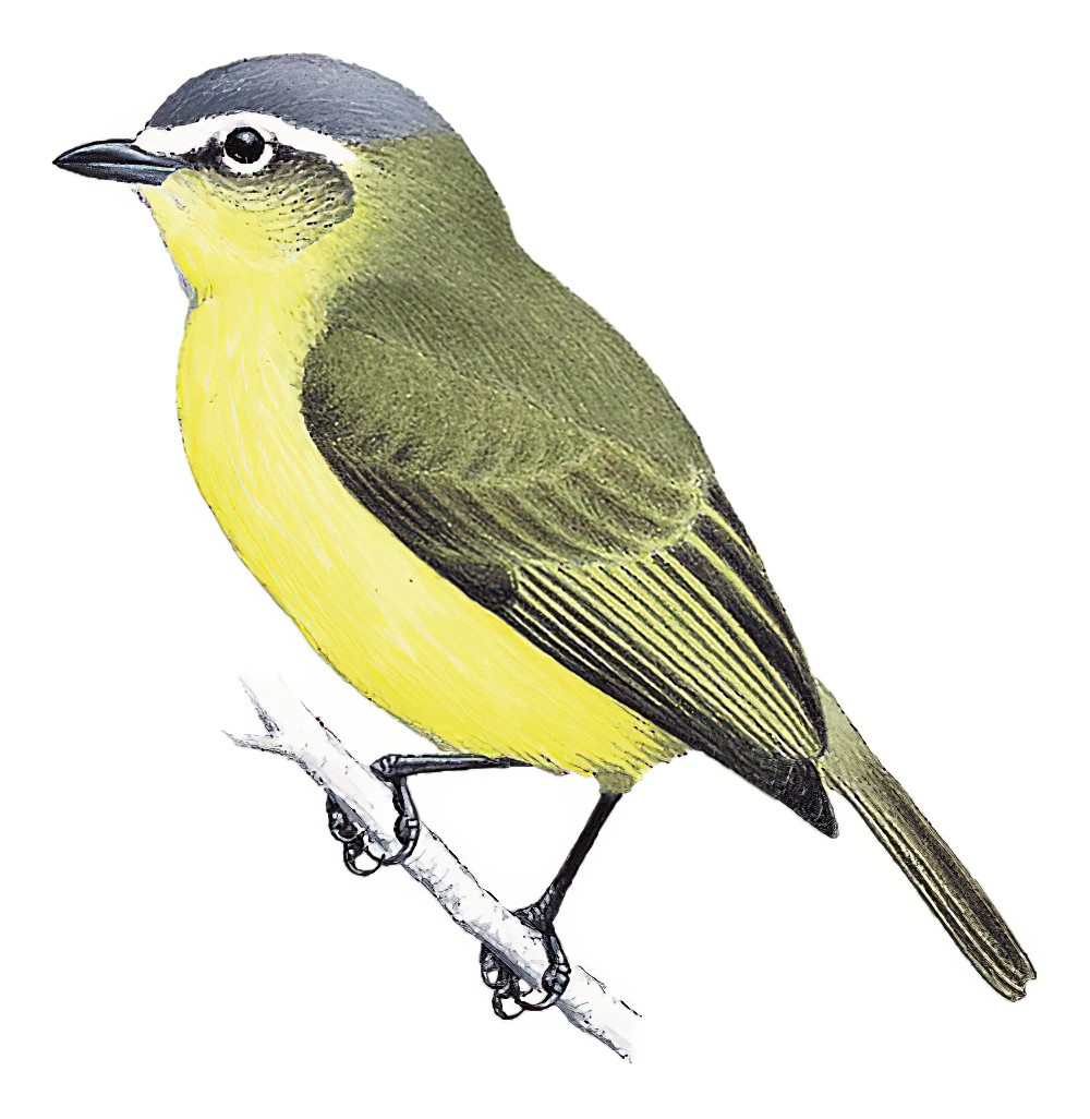 Yellow-bellied Tyrannulet / Ornithion semiflavum