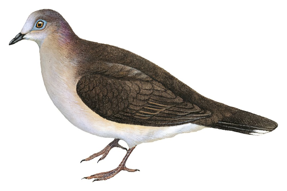 White-tipped Dove / Leptotila verreauxi