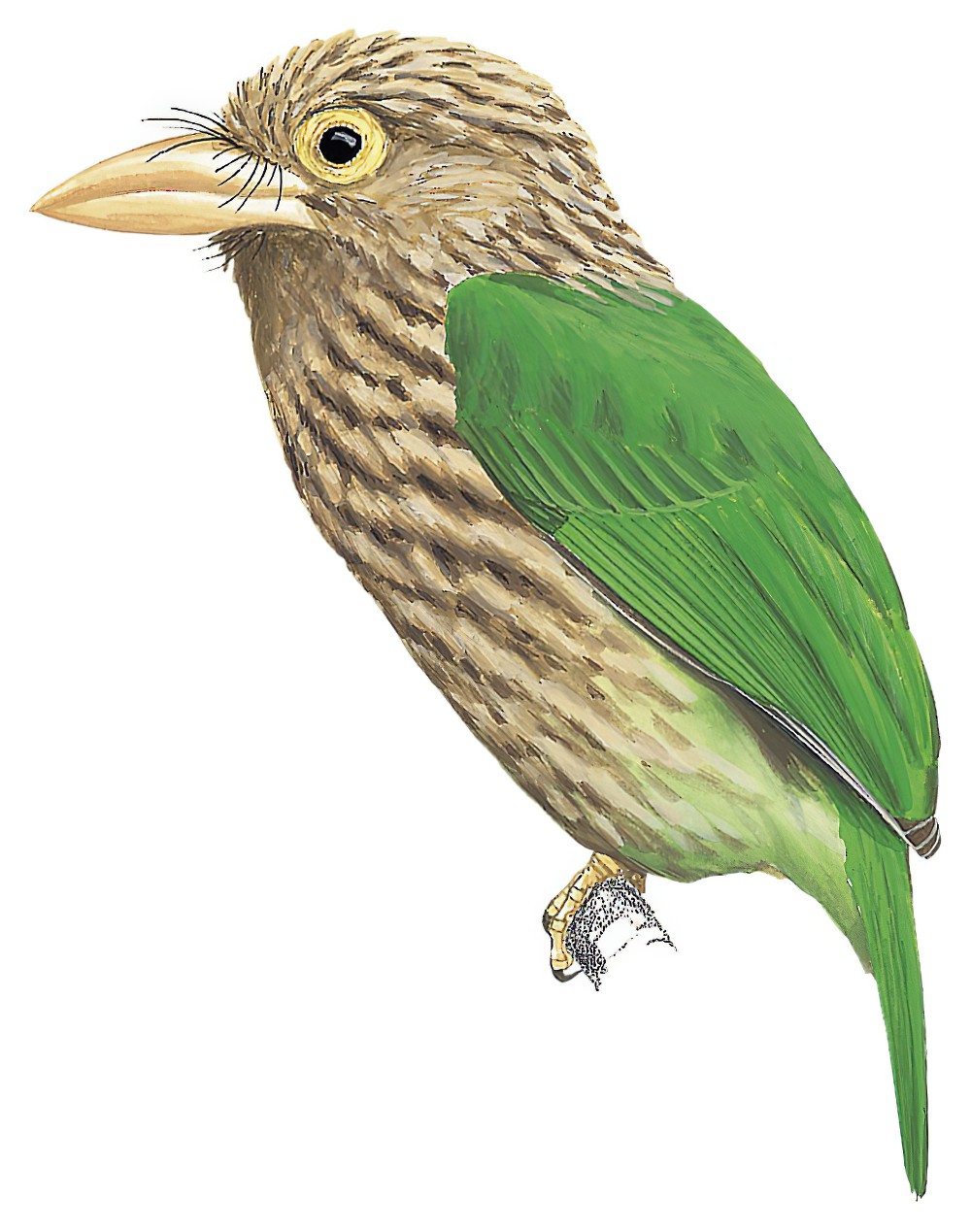 Lineated Barbet / Psilopogon lineatus