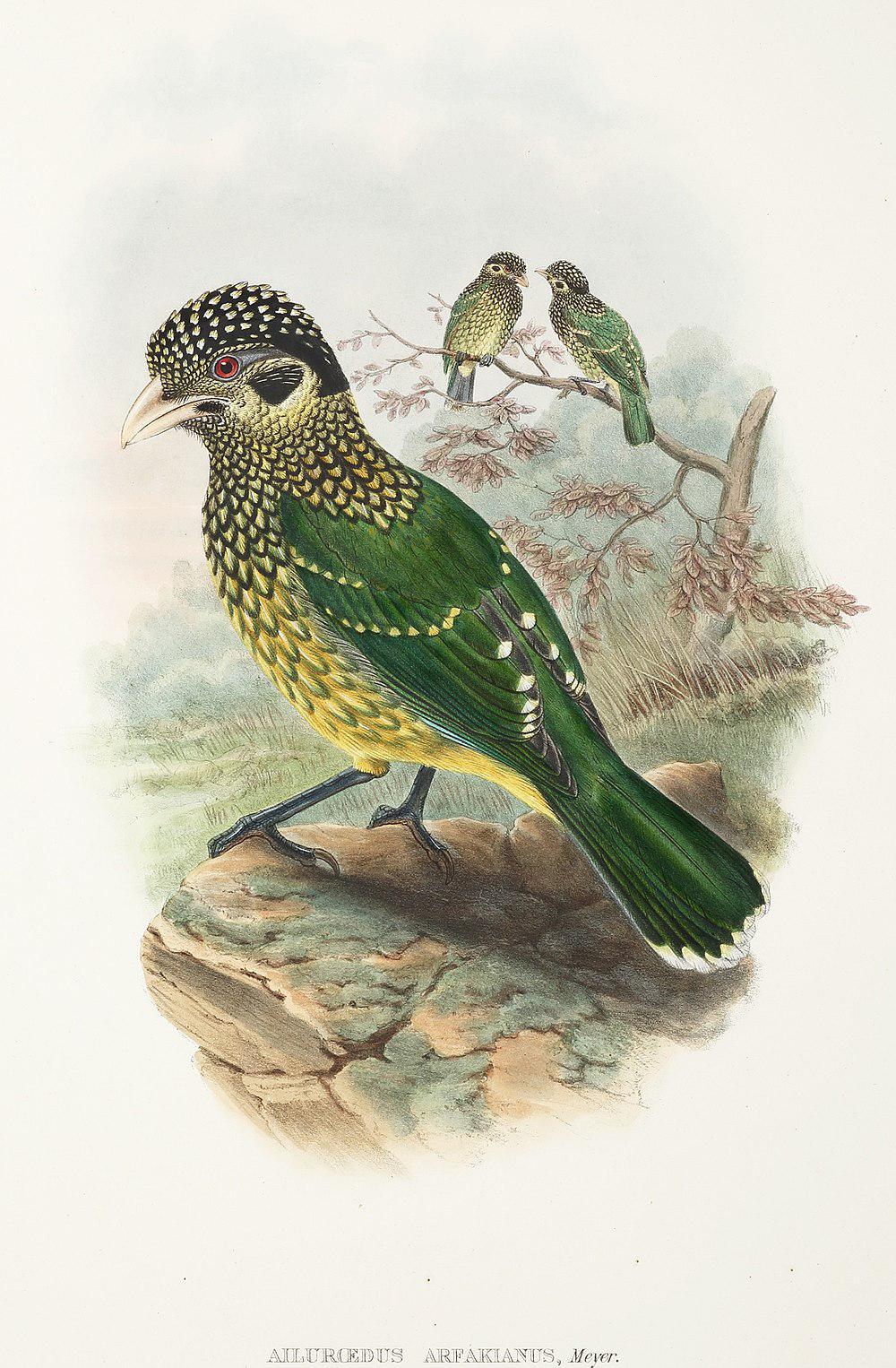 Arfak Catbird / Ailuroedus arfakianus