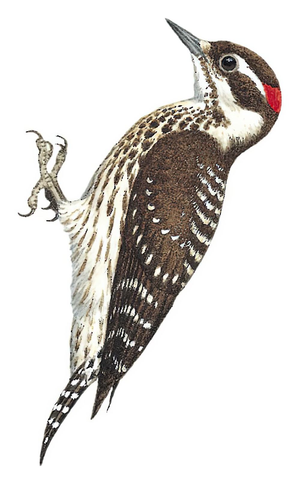 Philippine Woodpecker / Yungipicus maculatus