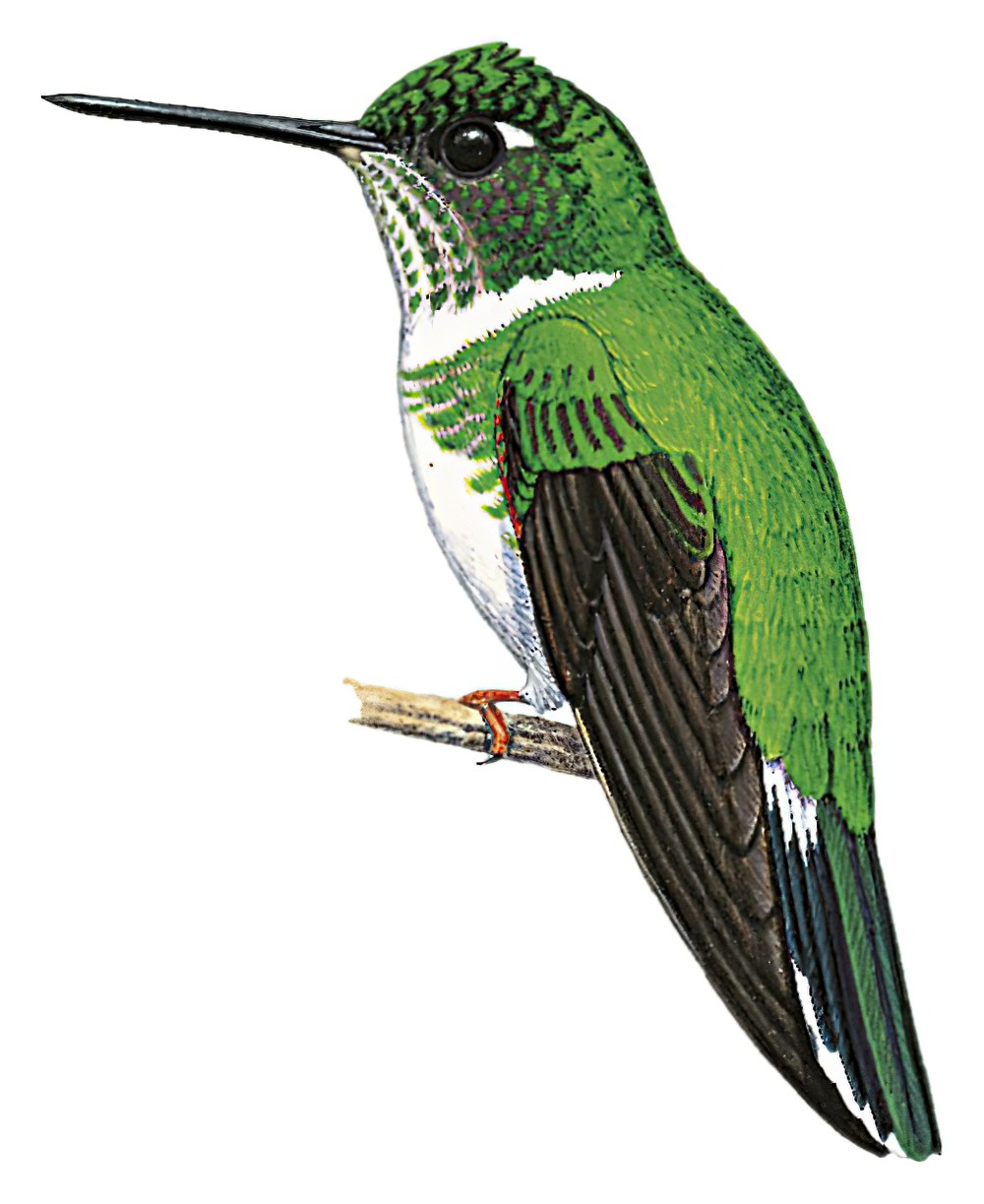 Ecuadorian Piedtail / Phlogophilus hemileucurus