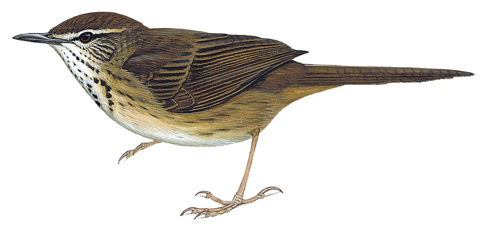 Grauer\'s Swamp Warbler / Bradypterus graueri