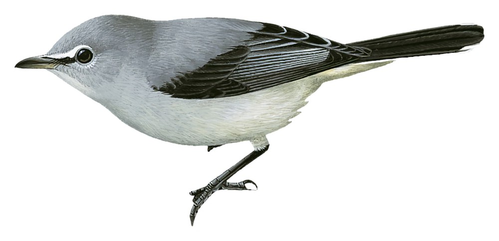 Gray Tit-Flycatcher / Fraseria plumbea