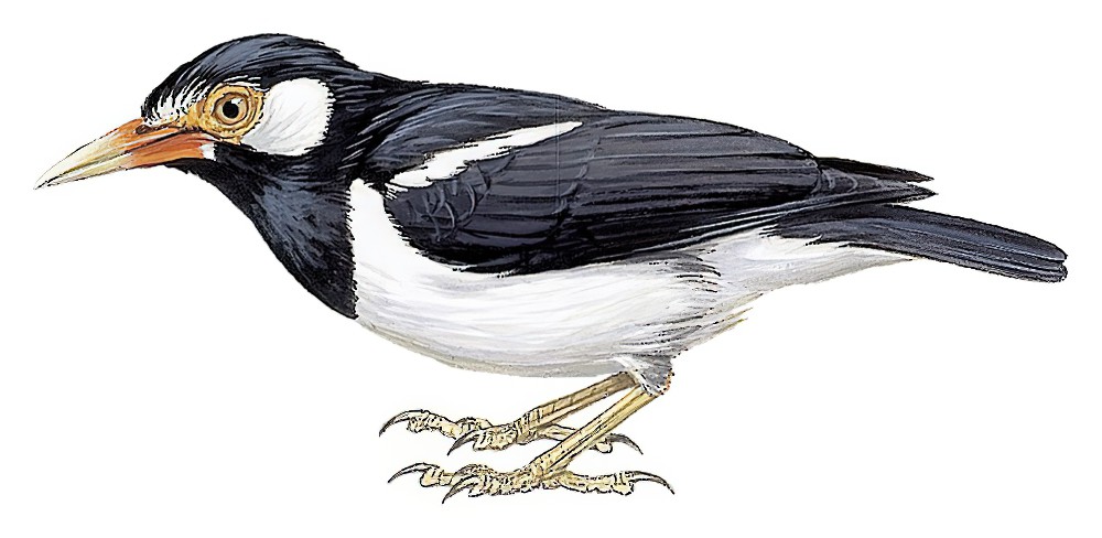 Asian Pied Starling / Gracupica contra