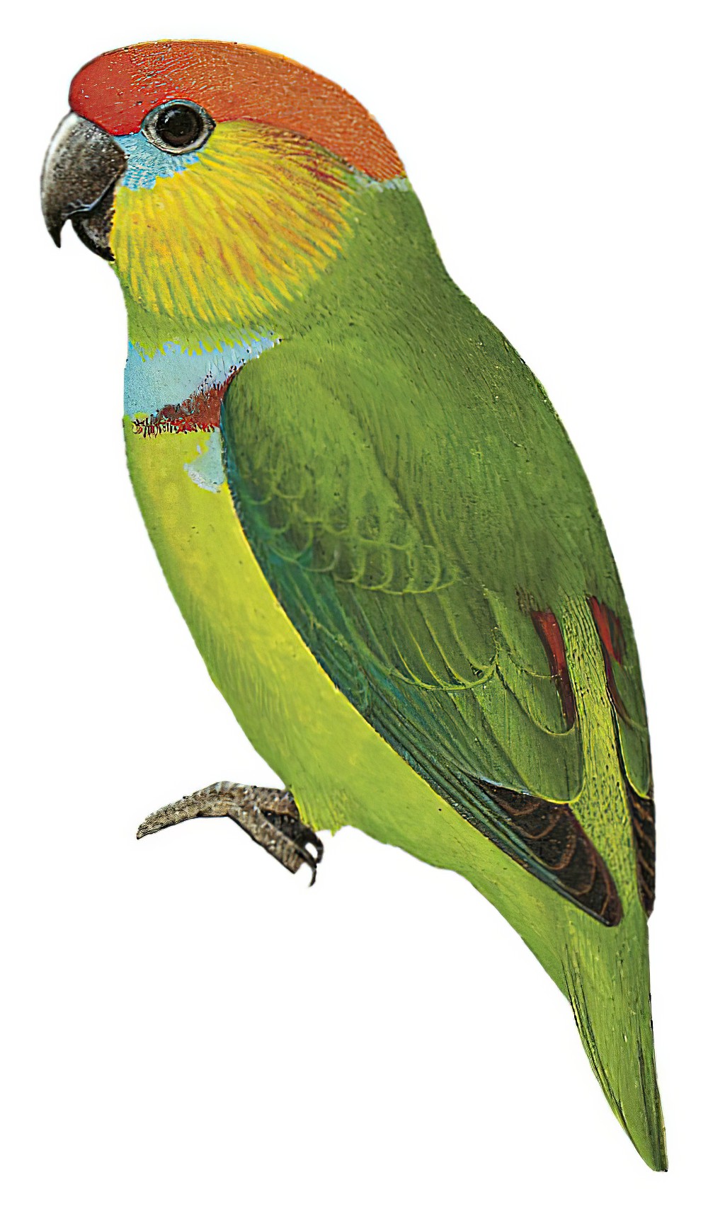 Large Fig-Parrot / Psittaculirostris desmarestii