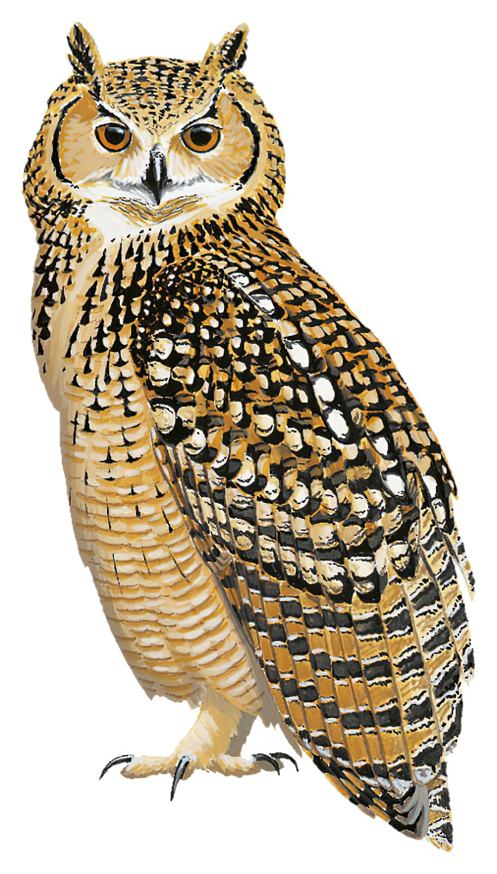 Pharaoh Eagle-Owl / Bubo ascalaphus