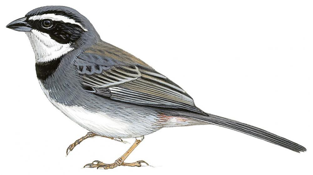 Collared Warbling-Finch / Poospiza hispaniolensis