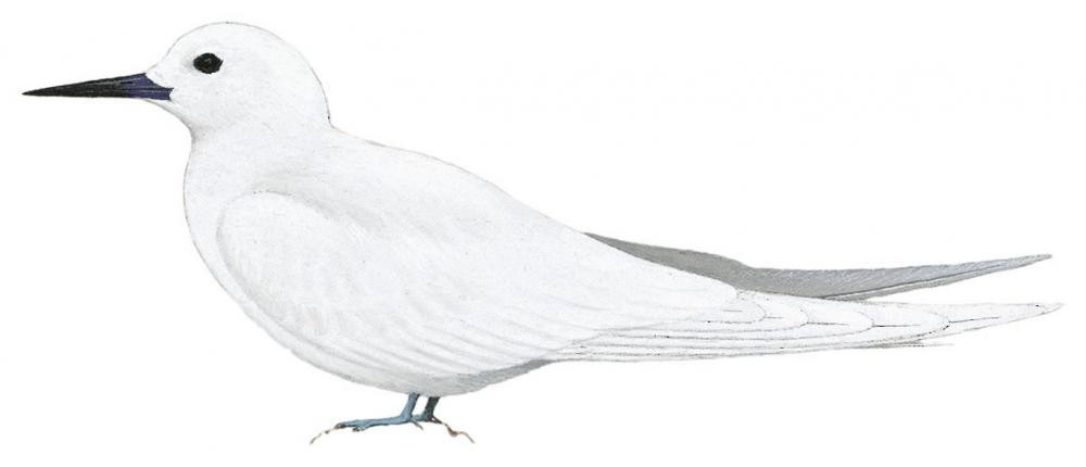White Tern / Gygis alba