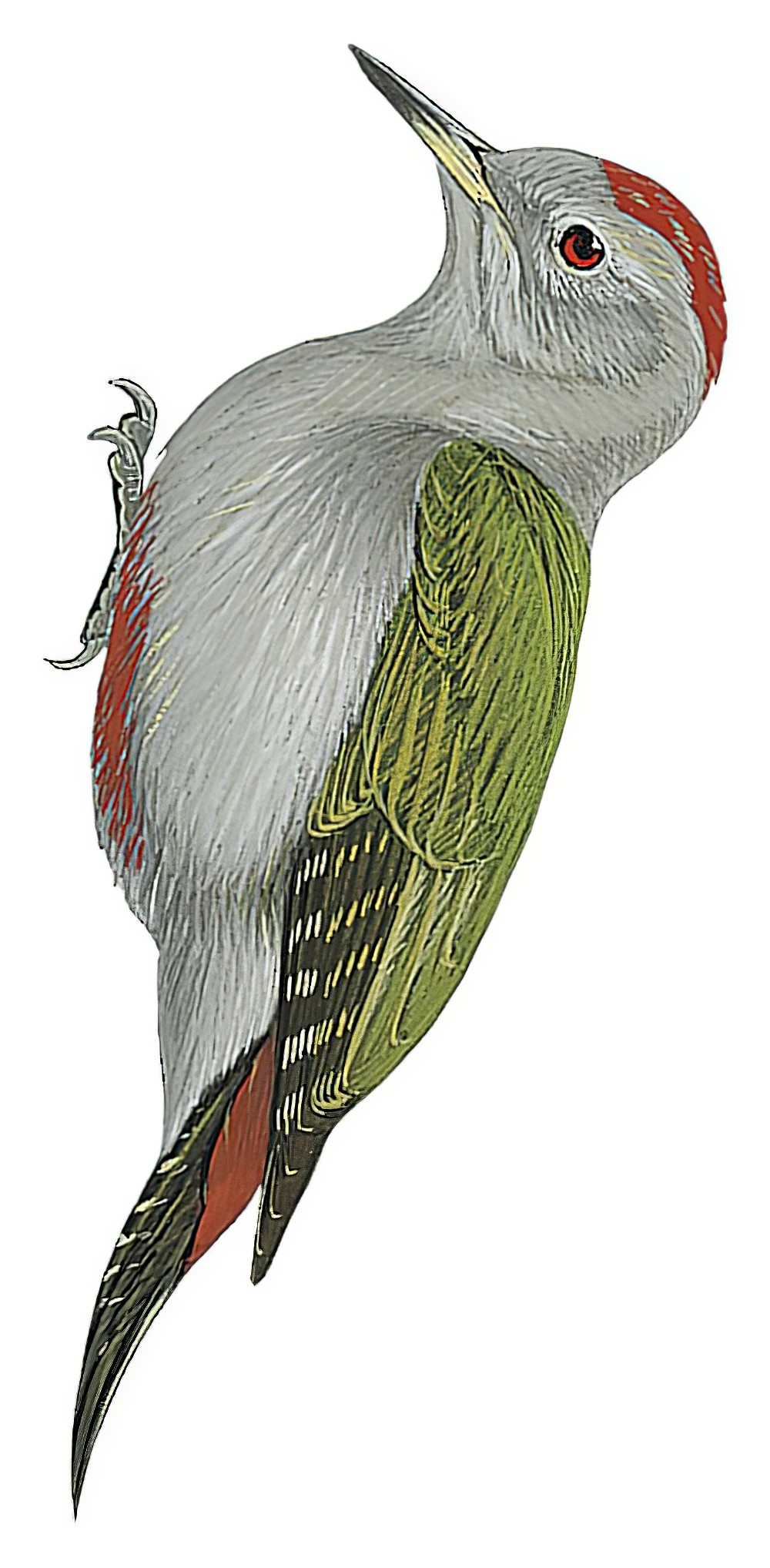 Mountain Gray Woodpecker / Chloropicus spodocephalus