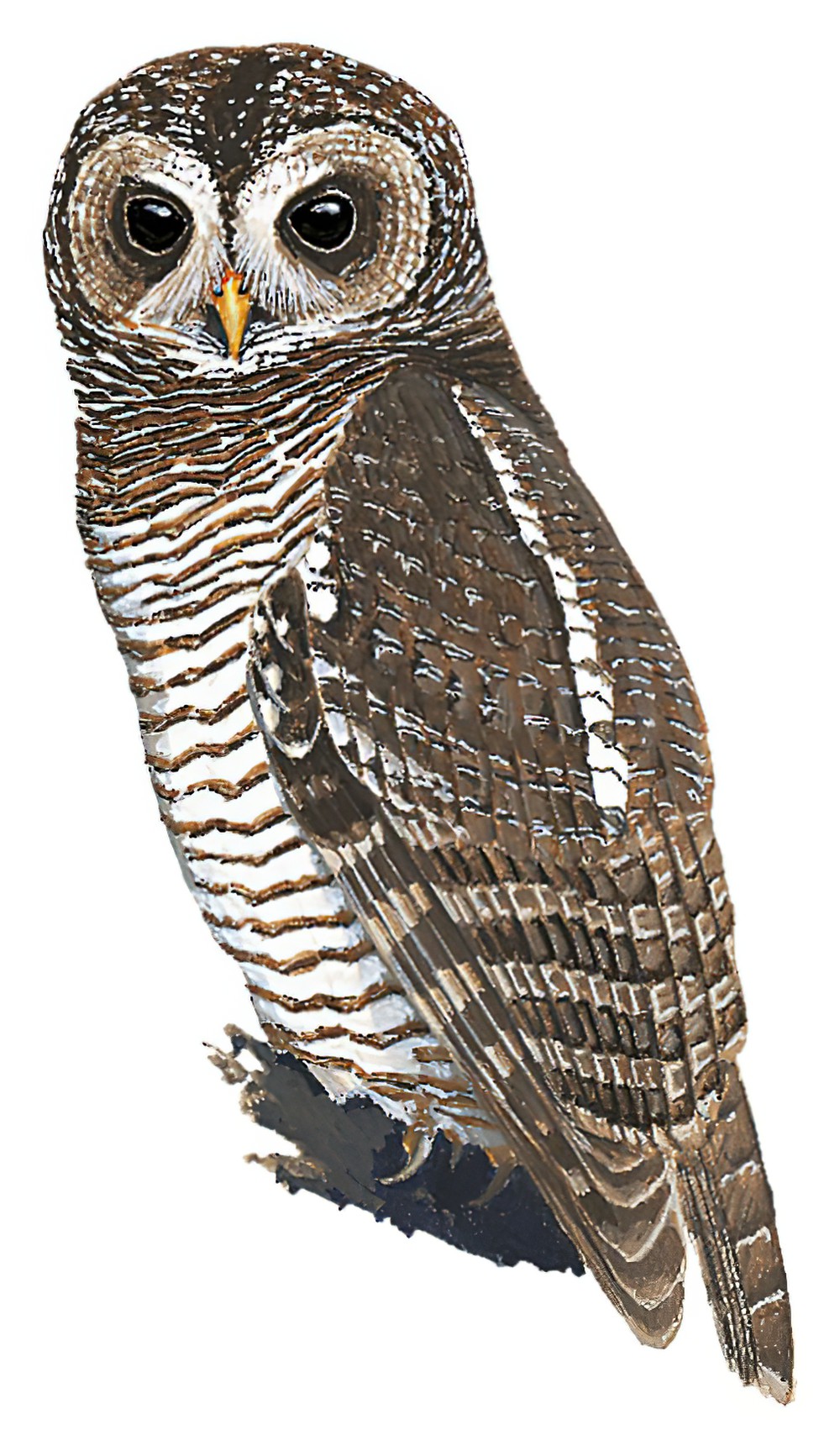 African Wood-Owl / Strix woodfordii