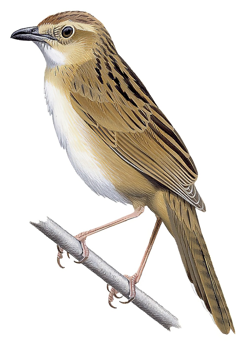 Bristled Grassbird / Chaetornis striata