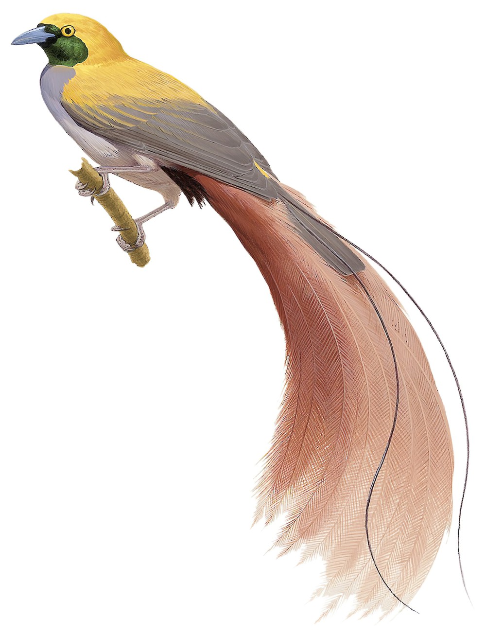 Goldie\'s Bird-of-Paradise / Paradisaea decora
