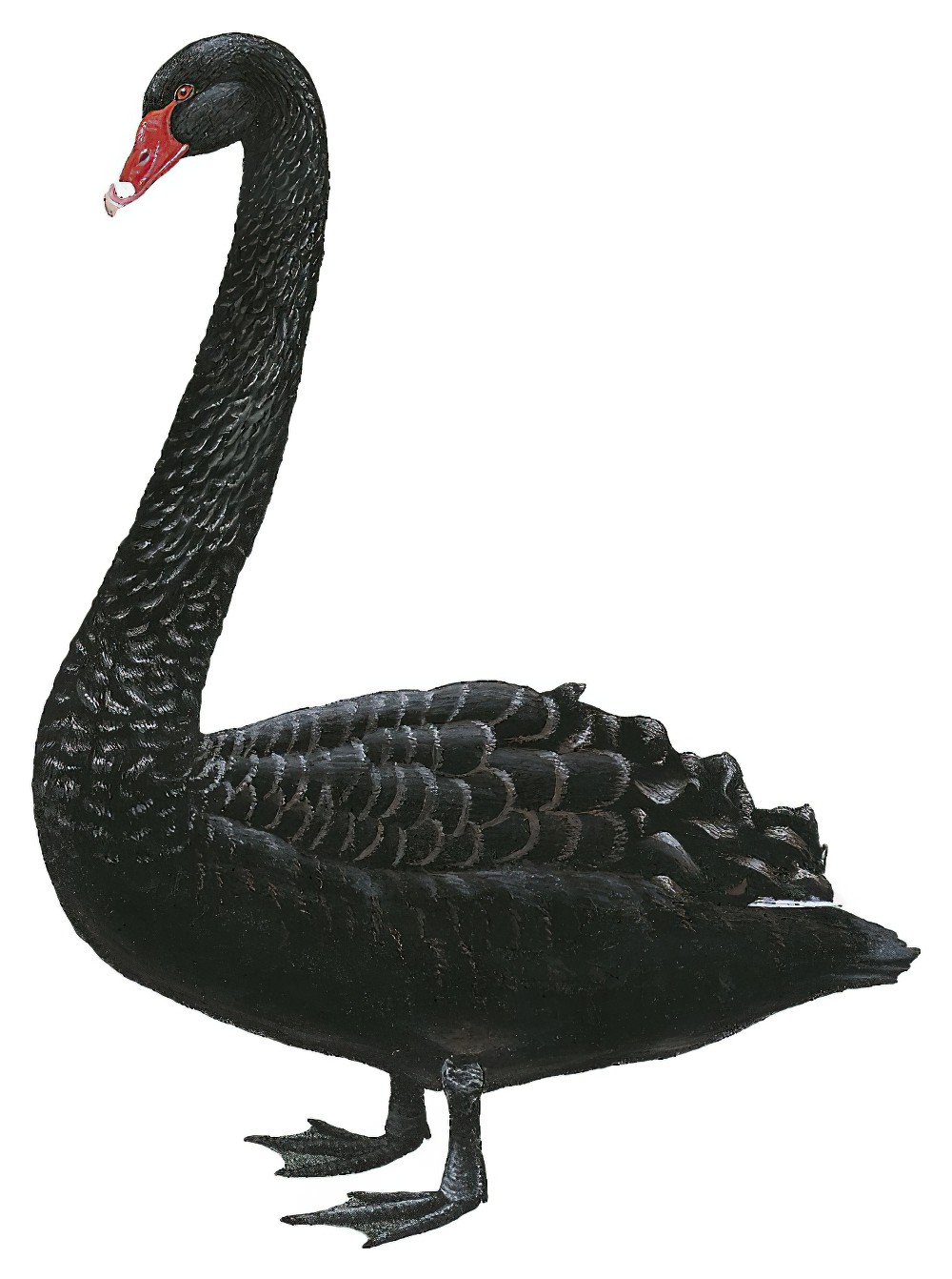 Black Swan / Cygnus atratus
