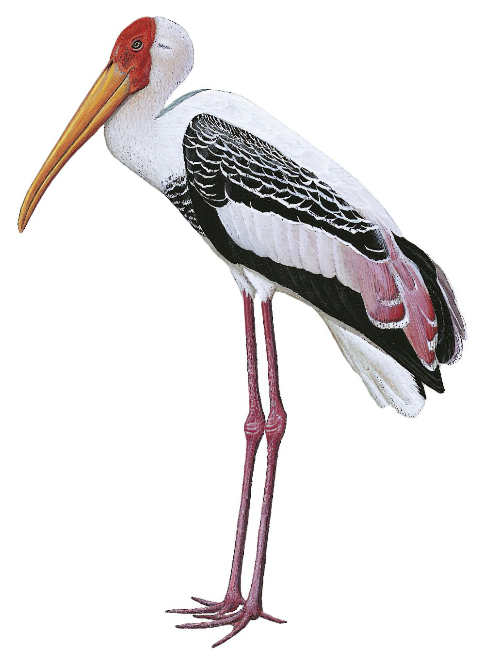 Painted Stork / Mycteria leucocephala