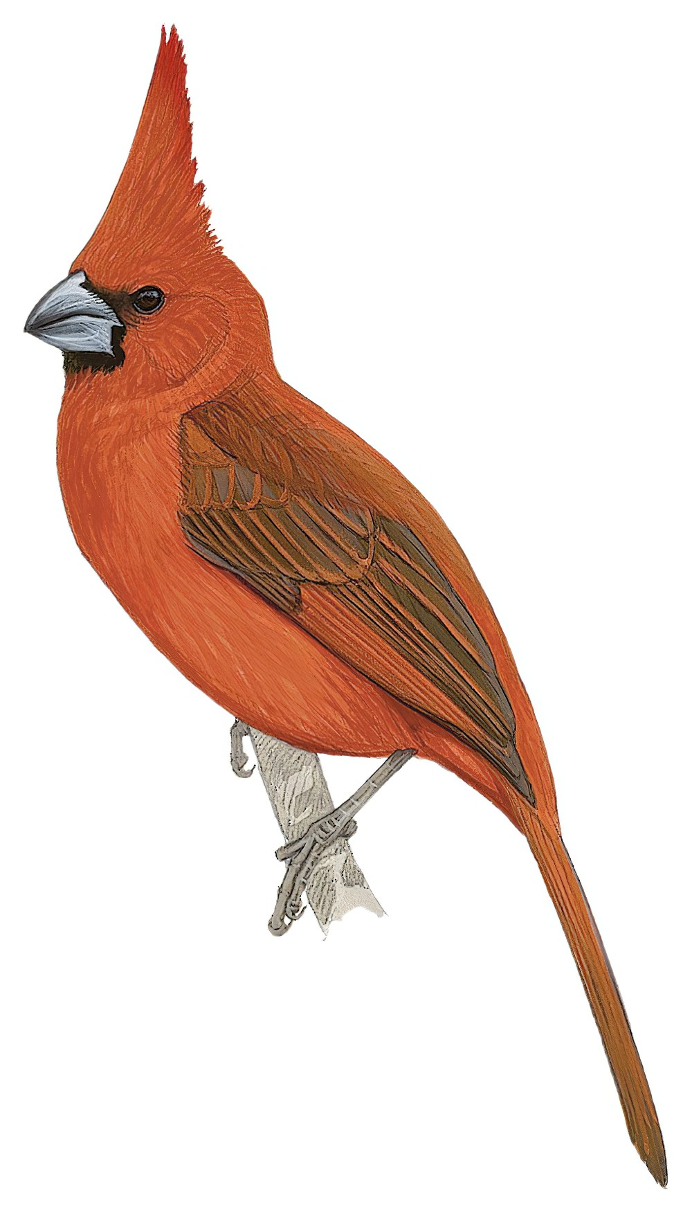Vermilion Cardinal / Cardinalis phoeniceus