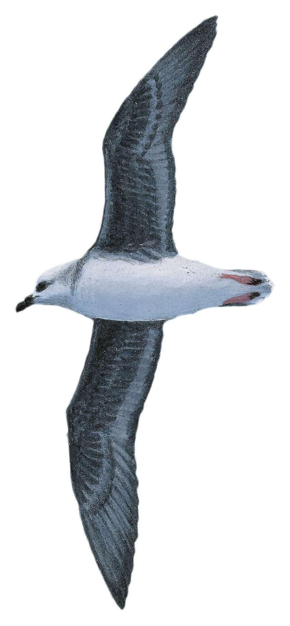 White-headed Petrel / Pterodroma lessonii
