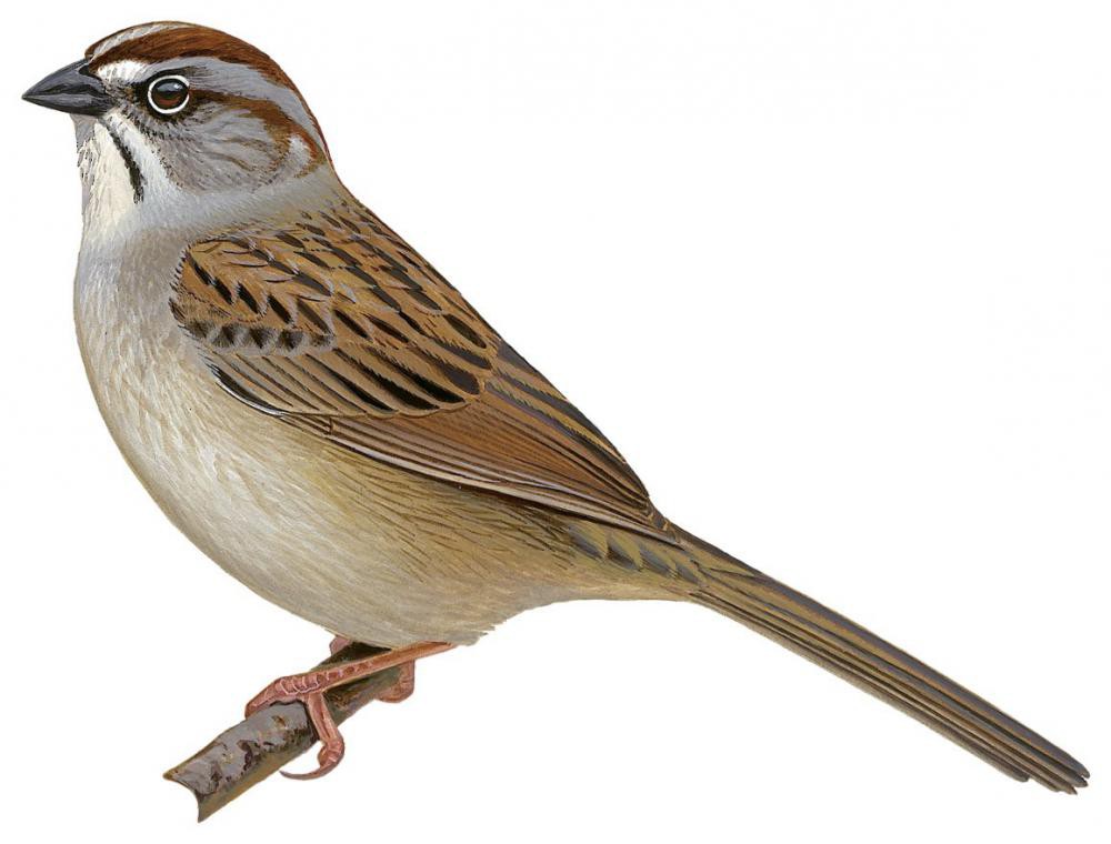 Oaxaca Sparrow / Aimophila notosticta