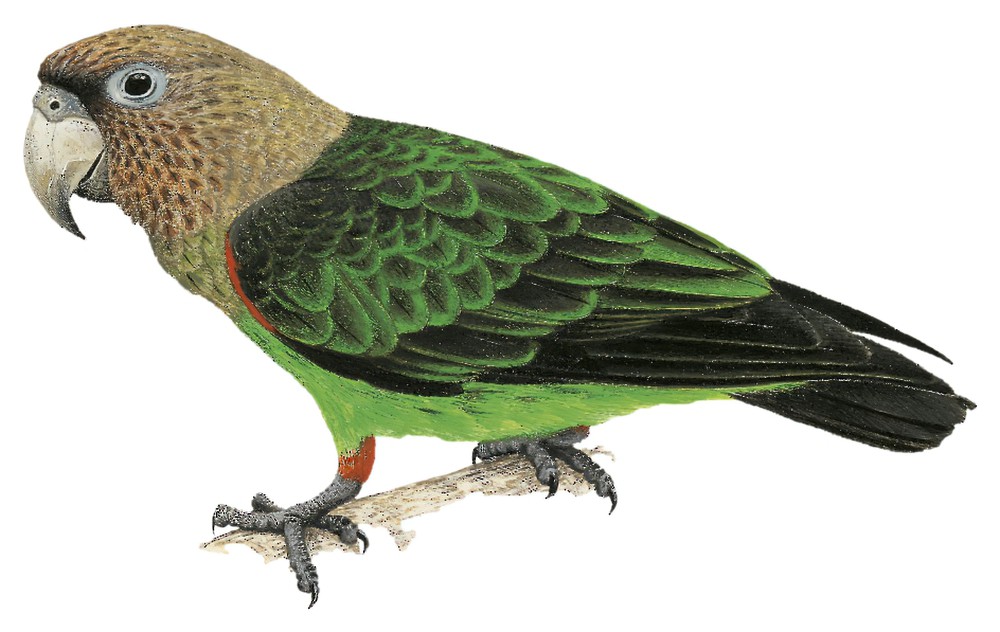 Cape Parrot / Poicephalus robustus