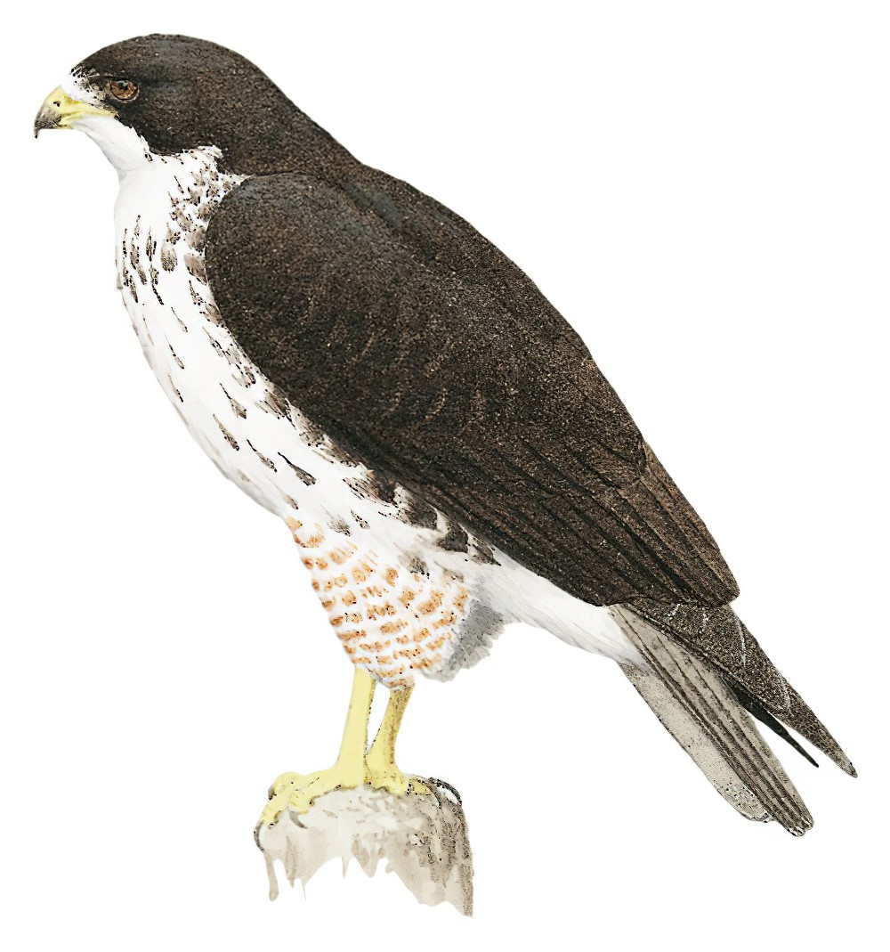 White-throated Hawk / Buteo albigula