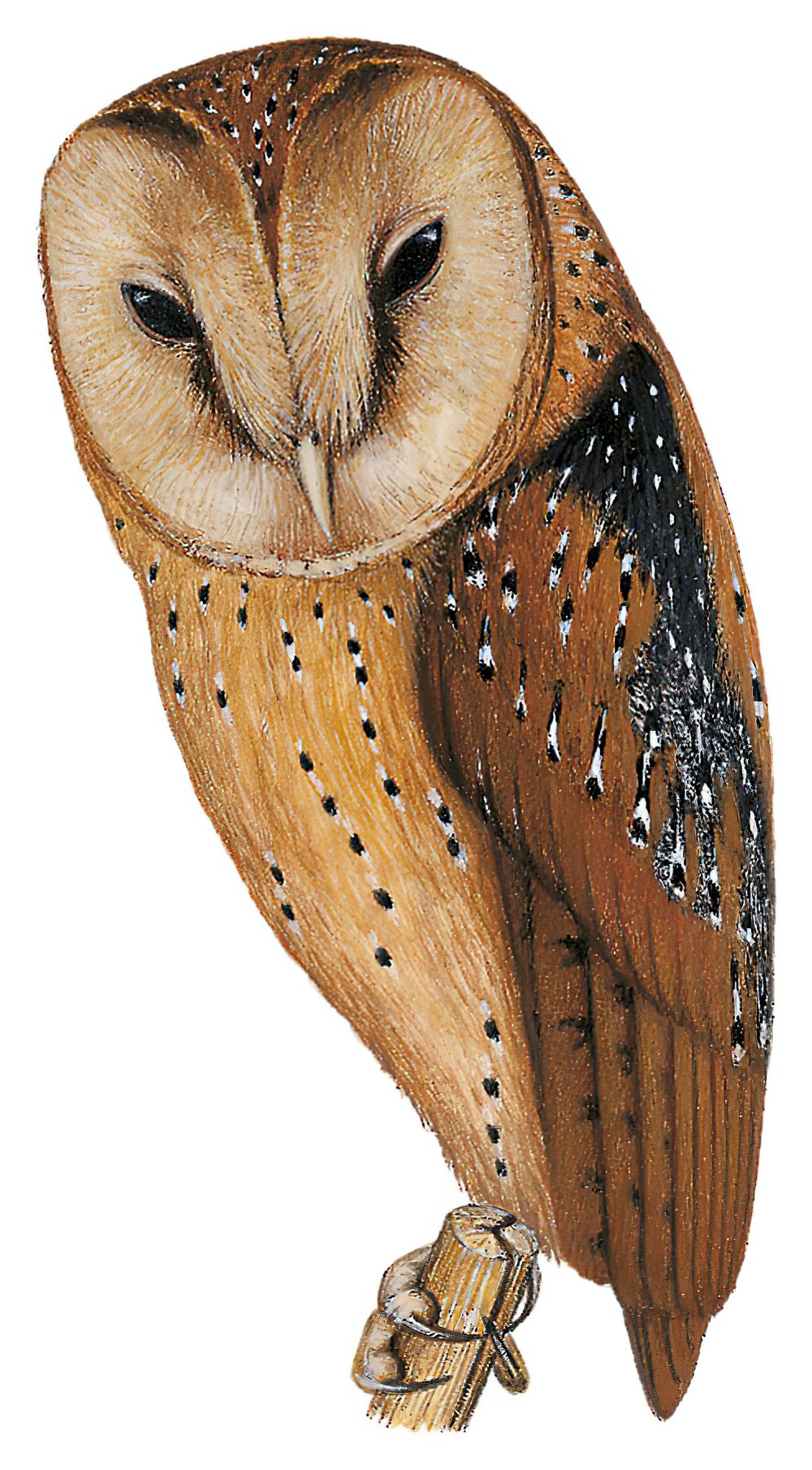 Congo Bay-Owl / Phodilus prigoginei