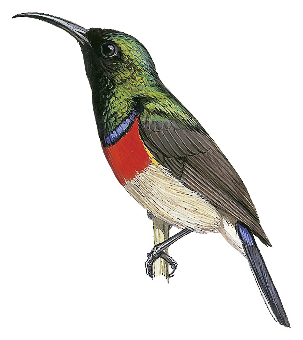 Eastern Miombo Sunbird / Cinnyris manoensis