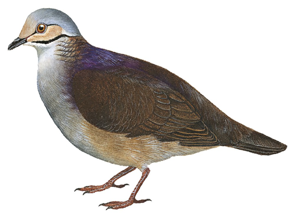 White-throated Quail-Dove / Zentrygon frenata