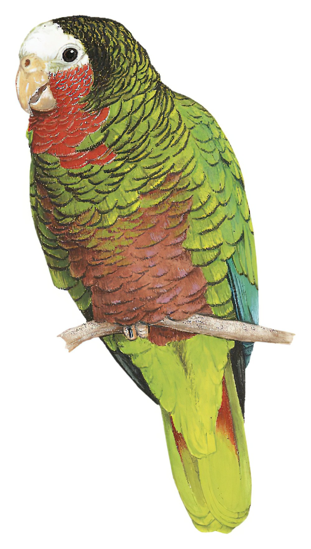 Cuban Parrot / Amazona leucocephala