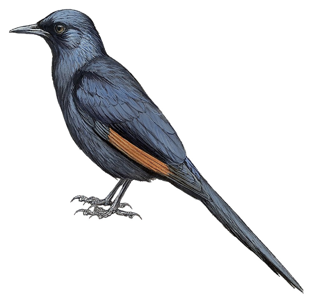 Slender-billed Starling / Onychognathus tenuirostris