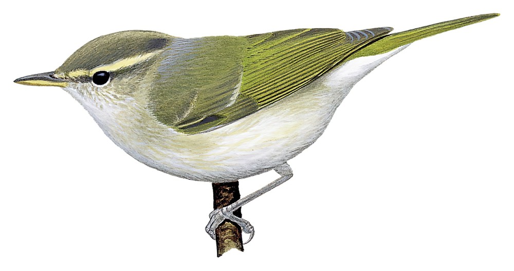Western Crowned Warbler / Phylloscopus occipitalis
