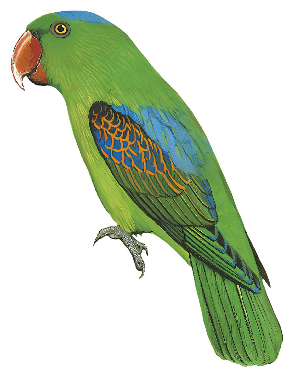 Blue-naped Parrot / Tanygnathus lucionensis