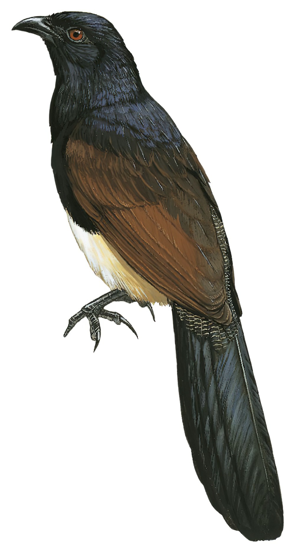 Black-throated Coucal / Centropus leucogaster