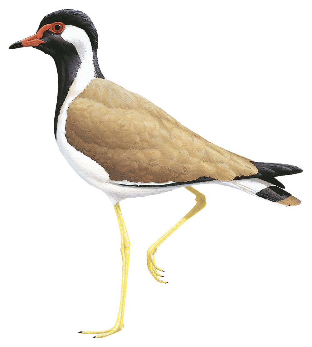 Red-wattled Lapwing / Vanellus indicus