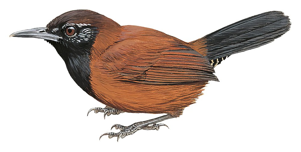 Black-throated Wren / Pheugopedius atrogularis