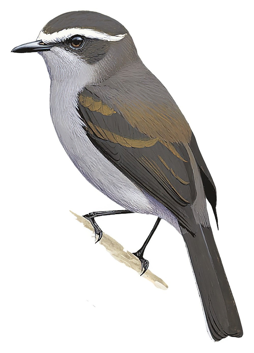 White-browed Chat-Tyrant / Ochthoeca leucophrys
