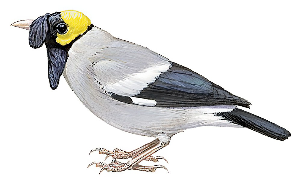 Wattled Starling / Creatophora cinerea