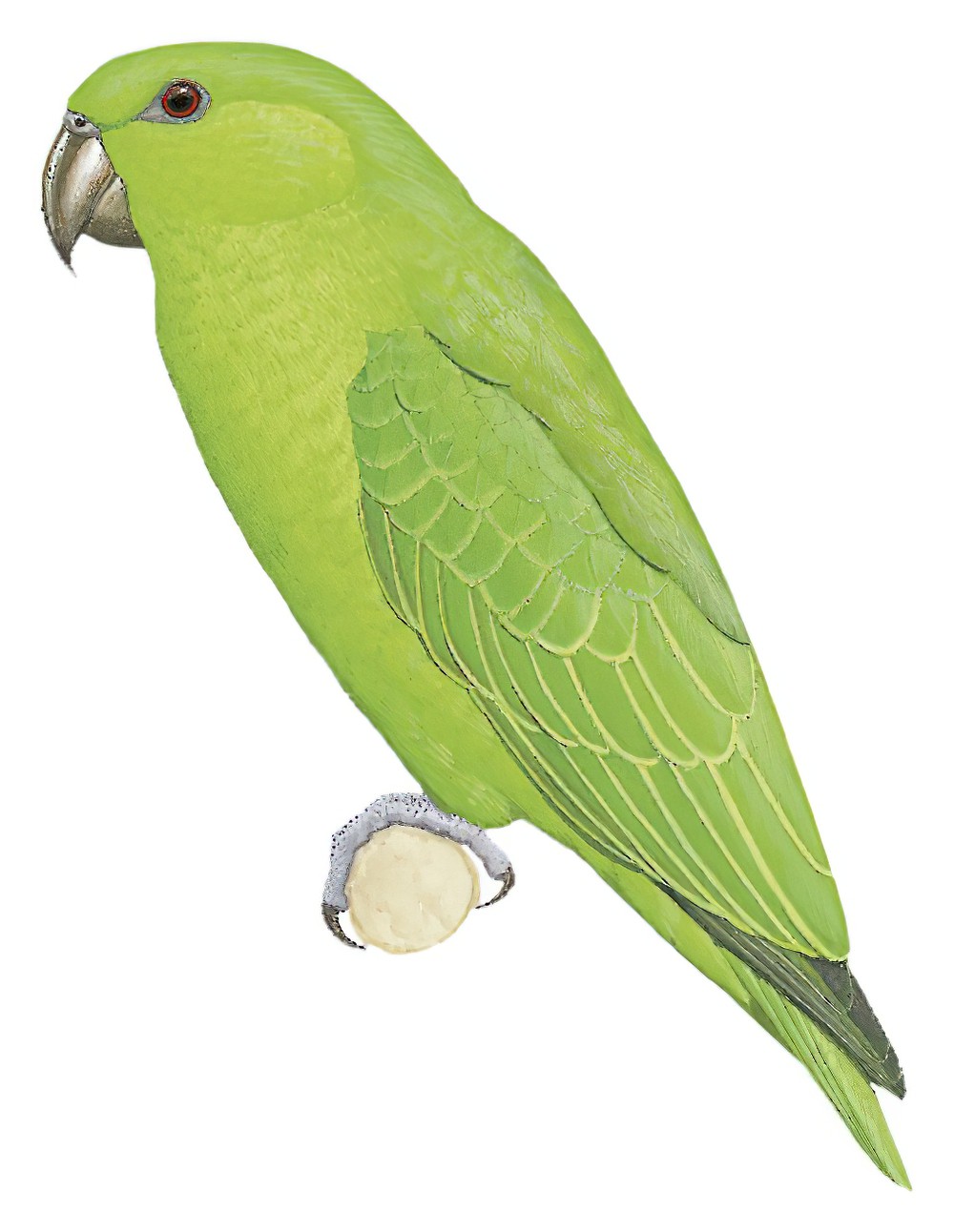 Short-tailed Parrot / Graydidascalus brachyurus
