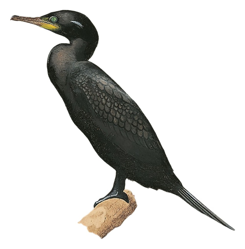 Indian Cormorant / Phalacrocorax fuscicollis