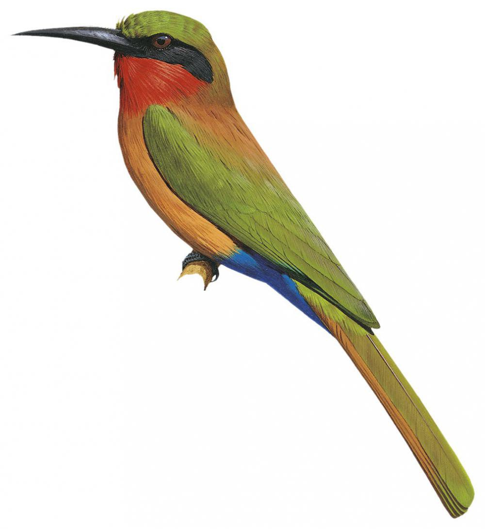 Red-throated Bee-eater / Merops bulocki