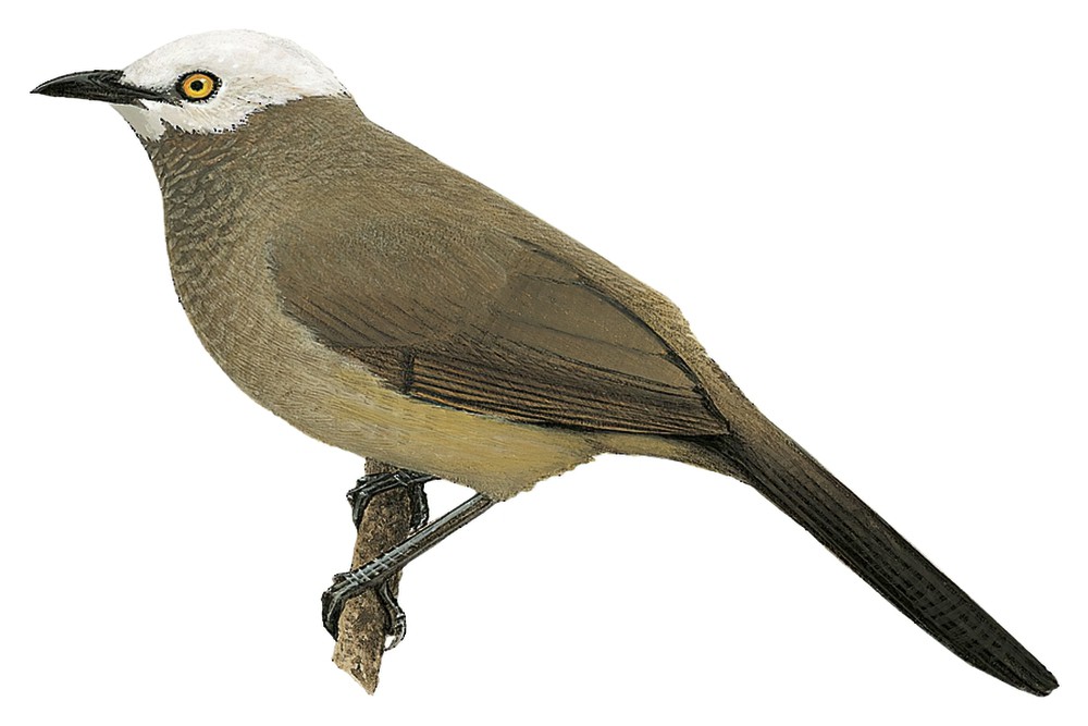 Cretzschmar\'s Babbler / Turdoides leucocephala