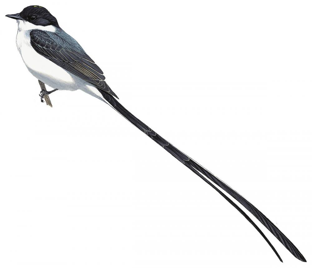 Fork-tailed Flycatcher / Tyrannus savana