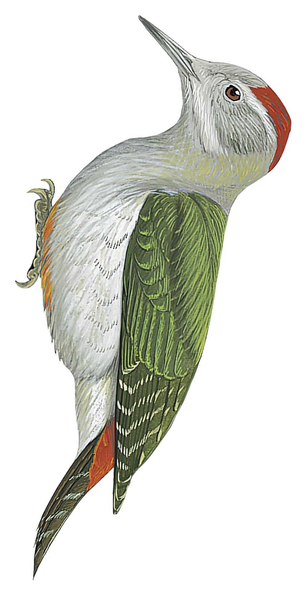 African Gray Woodpecker / Chloropicus goertae