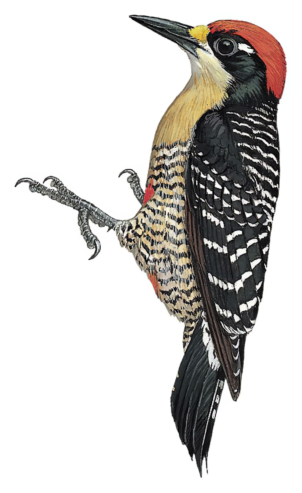 Black-cheeked Woodpecker / Melanerpes pucherani