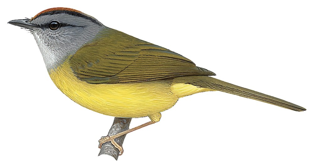 Russet-crowned Warbler / Myiothlypis coronata