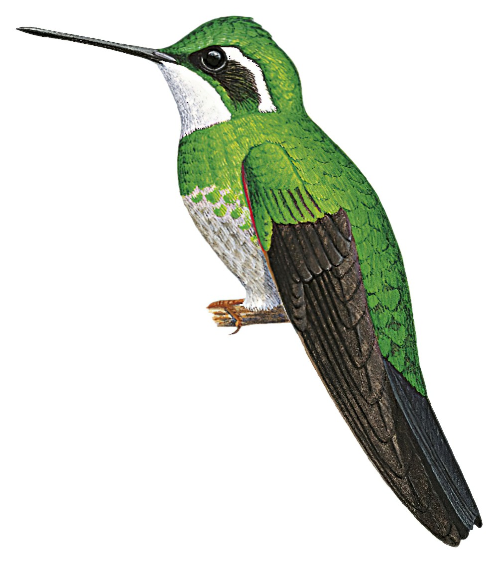 White-throated Mountain-gem / Lampornis castaneoventris